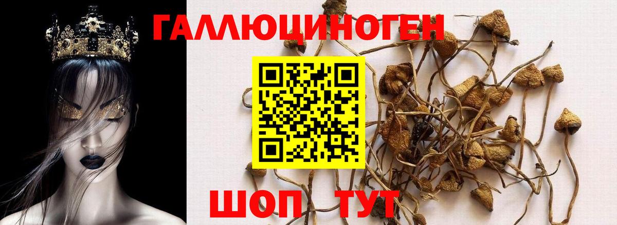 Псилоцибиновые грибы Cubensis Ростов Великий